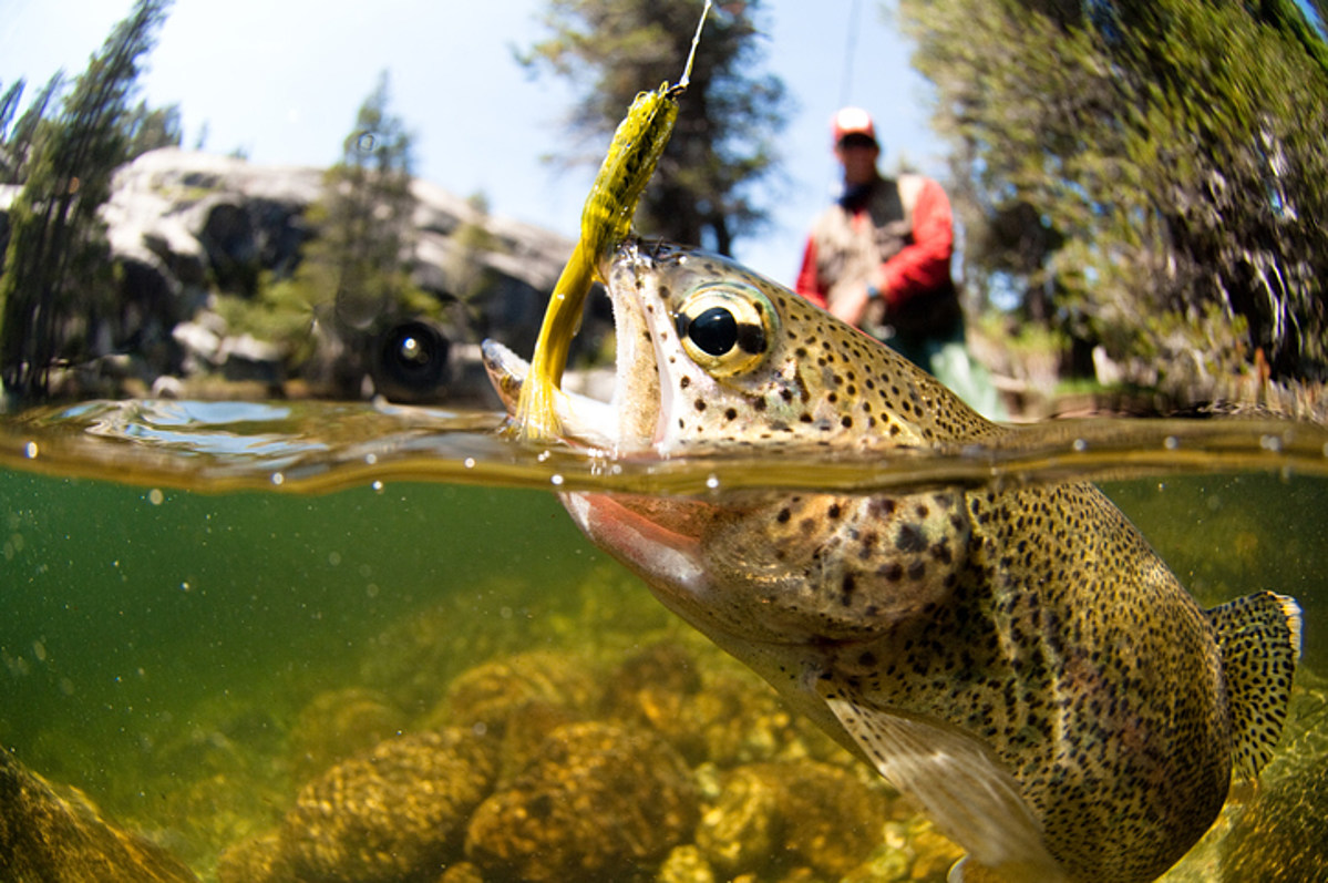 Trout