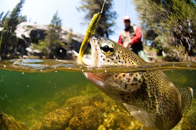 Trout Season Begins April 1st