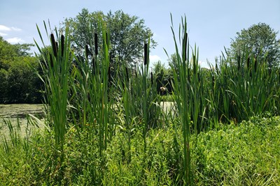 Springfield Township Awarded Montco 2040 Grant