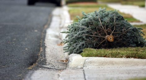 Christmas Tree On Curb 470X260