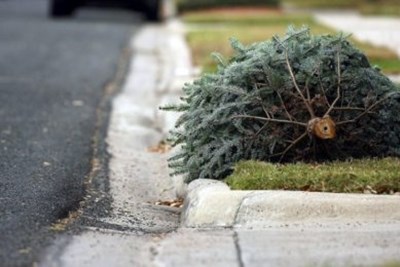 Christmas Tree Collection