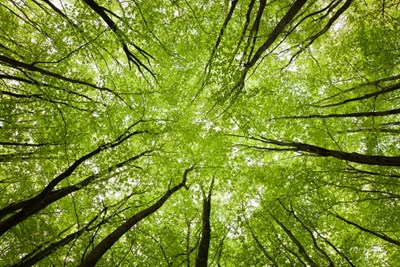 Arbor Day Poster Contest 2021