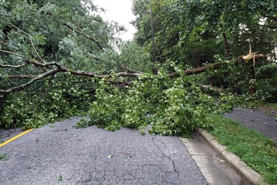 Tree Debris Disposal Guidelines