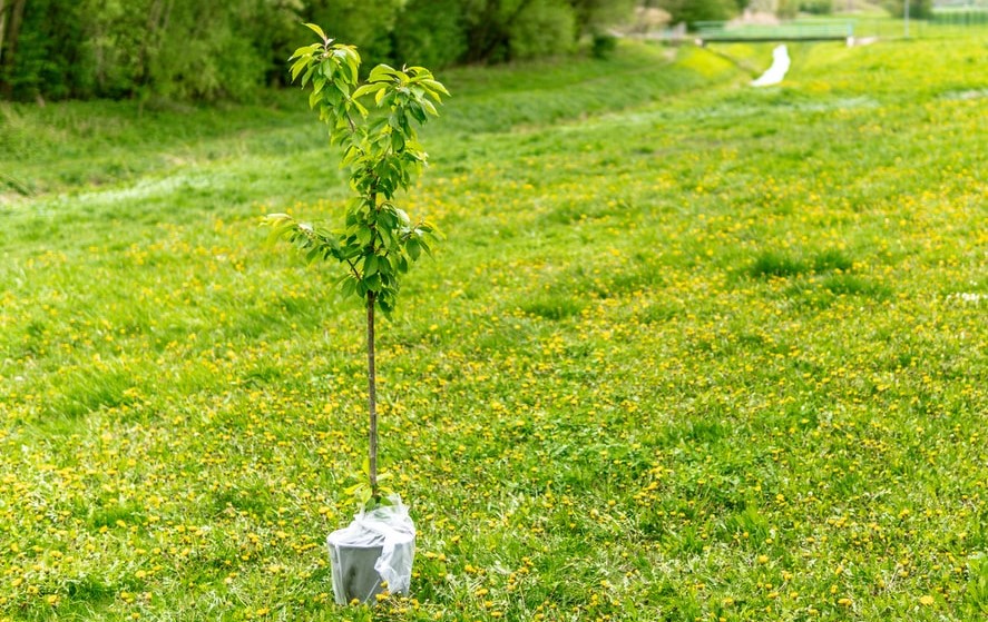 Babytree (2)