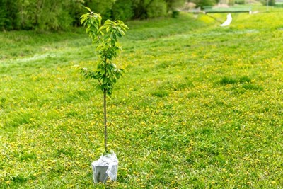 Arbor Day Tree Giveaway 2024