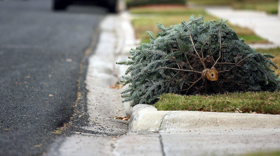 Christmas Tree On Curb