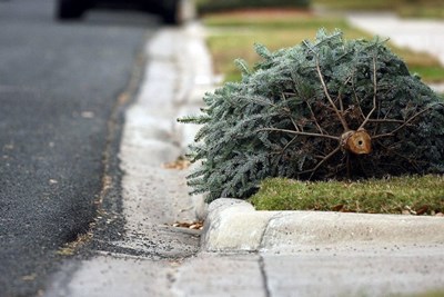 Christmas Tree Collection 2022