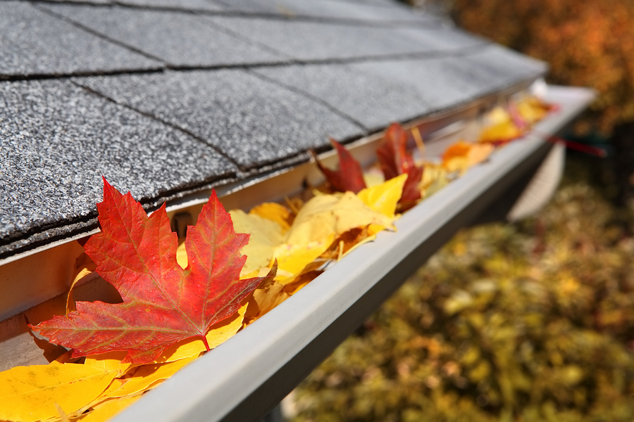Bigstock Leaves In A Rain Gutter 16441973