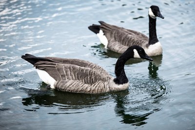 Skip the Bread: Stop Feeding Waterfowl