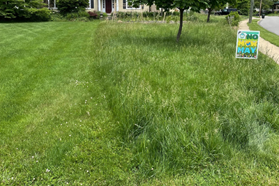 No Mow May Program 2025