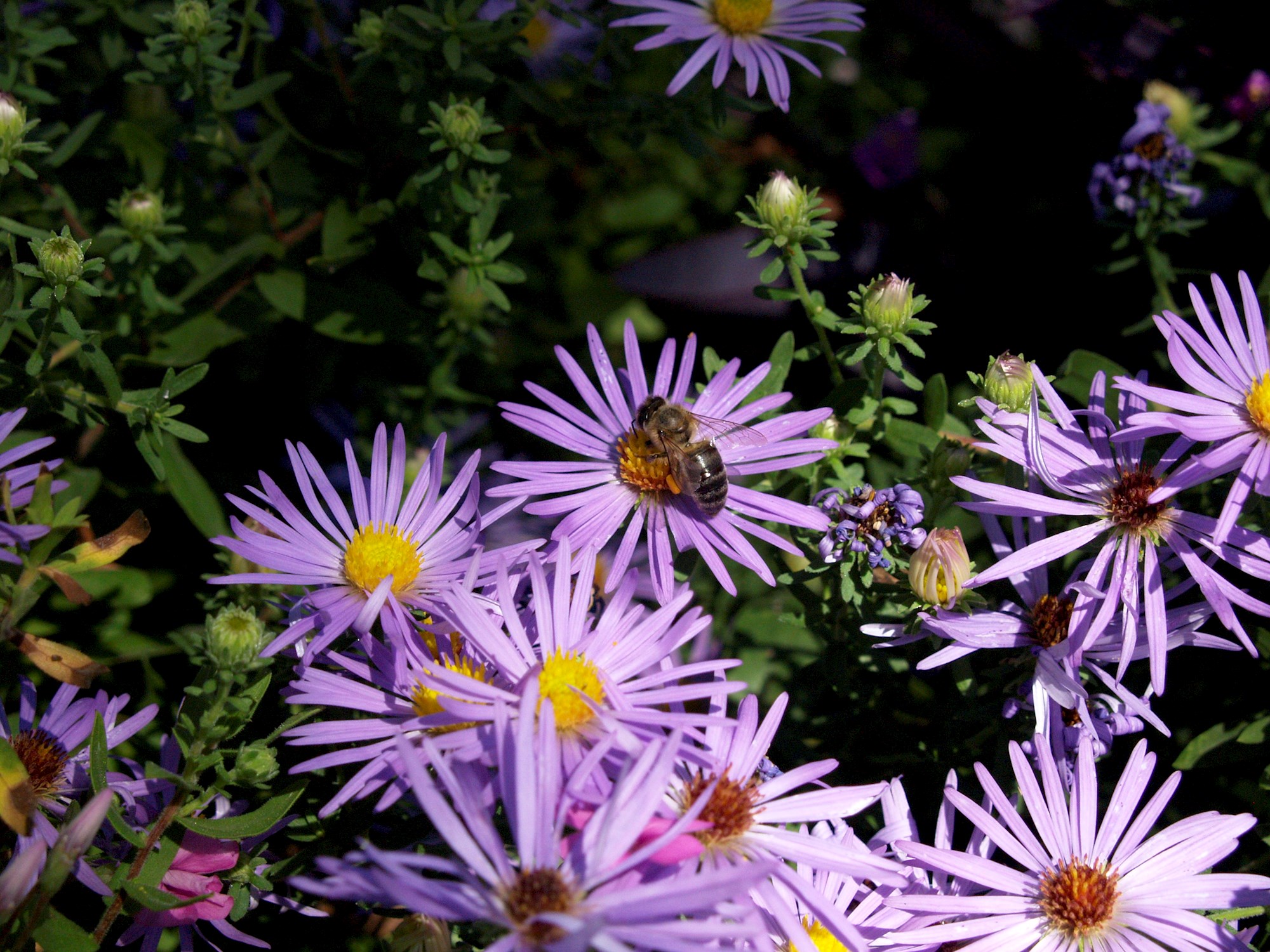 Native Plant Sale - May 9