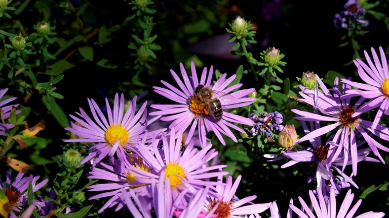 Native Plant Sale - May 9