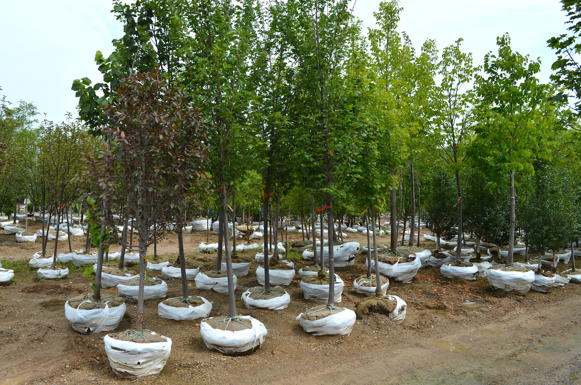 Planttrees