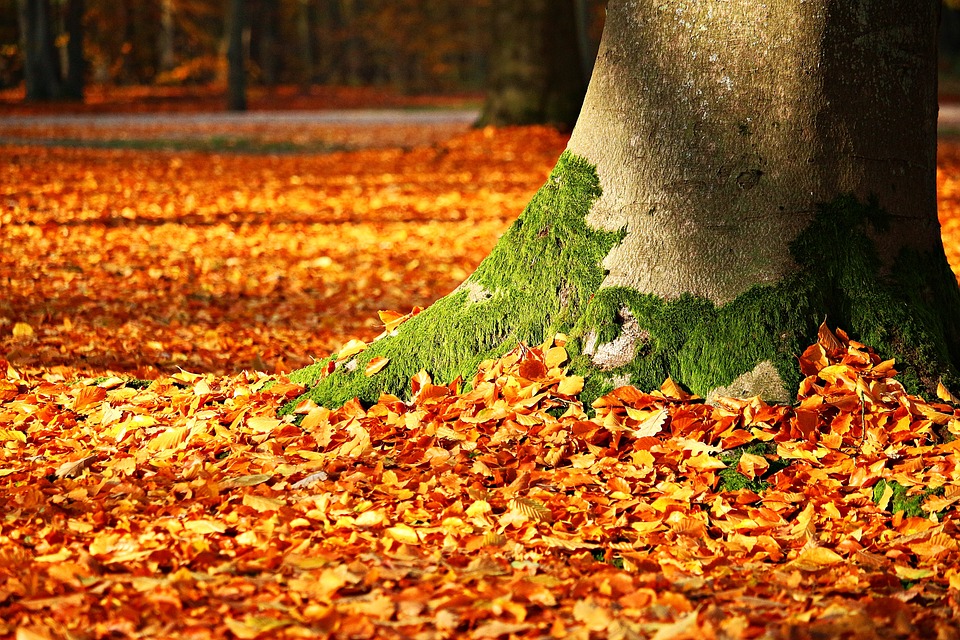 Fall Foliage 1913485 960 720