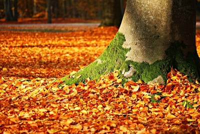 Leave the Leaves - Let Mother Nature Work for You!