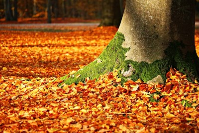 Leave the Leaves - Let Mother Nature Work for You!