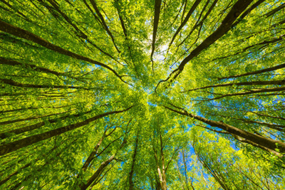 Arbor Day Tree Giveaway 2026