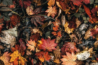 Leaf Collection Reminders and Regulations