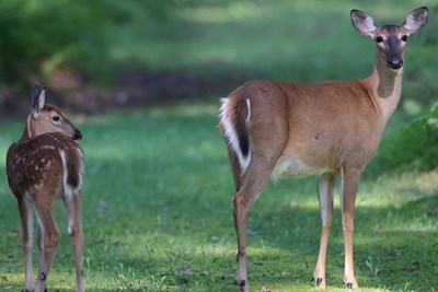 2026 White-tailed Deer Survey