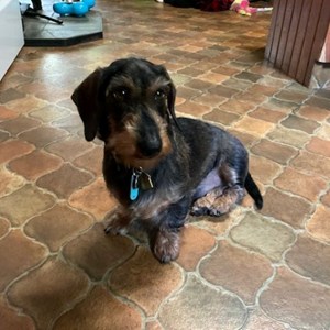 Watson